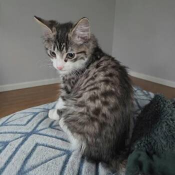 Klaus -  Tabby and Domestic Long Hair Cat for Adoption in Greensburg, Pennsylvania - Klaus | PetCurious