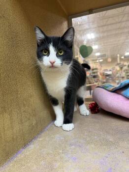 Domestic Short Hair Cats Available for Adoption - Trisha | PetCurious