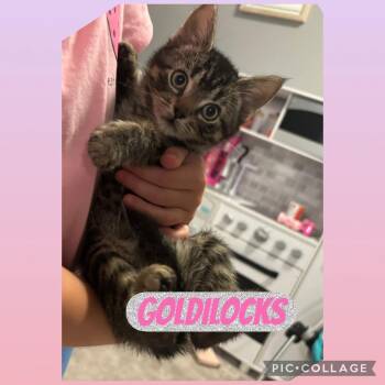 Goldilocks bonded with Snazzberry -  Tabby Cat for Adoption in Hamilton, Ontario - Goldilocks Bonded With Snazzberry | PetCurious