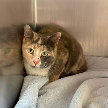 Domestic Short Hair Cats Available for Adoption in Council Bluffs, Iowa - Allie | PetCurious