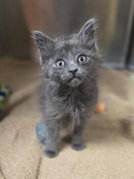 Domestic Medium Hair and Domestic Short Hair Cats Available for Adoption in Westland, Michigan - Olaf | PetCurious