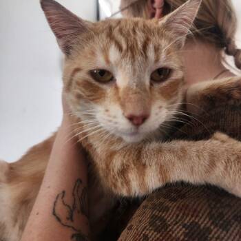 Peaches -  Domestic Short Hair Cat for Adoption in Pullman, Washington - Peaches | PetCurious