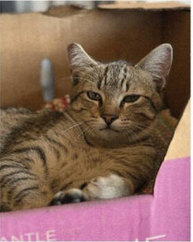 Rescue Domestic Short Hair Cats for Adoption in Oakland, California - Oil (bonded With Coolant) | PetCurious