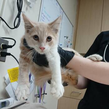 Mistico -  Domestic Medium Hair Cat for Adoption in Lakeland, Florida - Mistico | PetCurious