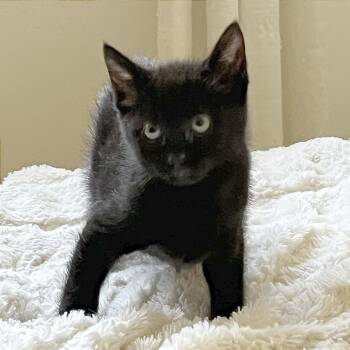 Felix -  Domestic Short Hair Cat for Adoption in Pleasant Hill, California - Felix | PetCurious