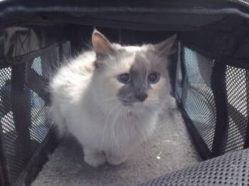 Domestic Long Hair Cats Available for Adoption in Albuquerque, New Mexico - MOOSE | PetCurious