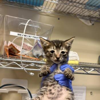 Margherita Pizza -  Domestic Short Hair Cat for Adoption in Pasadena, California - Margherita Pizza | PetCurious