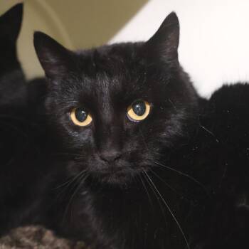 Domestic Short Hair Cats Available for Adoption in Briarcliff Manor, New York - IPod | PetCurious