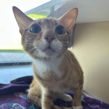 Domestic Short Hair and Mixed Breed Cats Available for Adoption in Leander, Texas - Saint | PetCurious