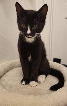 Rescue Tuxedo Cats for Adoption in Brooksville, Florida - Tully | PetCurious