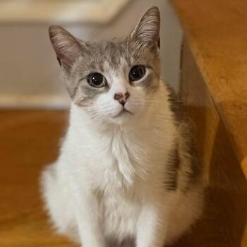 Domestic Short Hair Cats Available for Adoption in Philadelphia, Pennsylvania - Sakura (aka Saki) | PetCurious