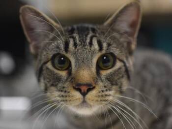 Wilbur -  Domestic Short Hair Cat for Adoption in Portland, Oregon - Wilbur | PetCurious