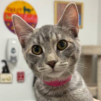 Domestic Short Hair Cats Available for Adoption in Peoria, Illinois - Aster | PetCurious