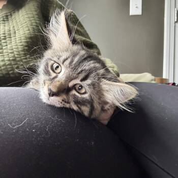 Chipotle -  Domestic Long Hair Cat for Adoption in Mayfield, New York - Chipotle | PetCurious