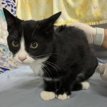 Domestic Short Hair Cats Available for Adoption in Pensacola, Florida - RUMBA | PetCurious