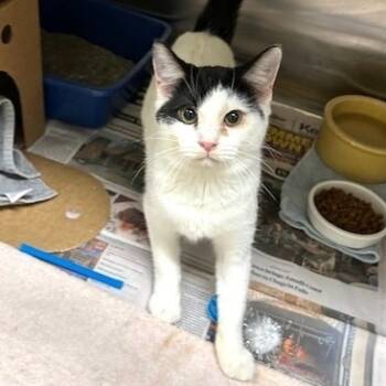 Rescue Domestic Short Hair Cats for Adoption - Jami | PetCurious