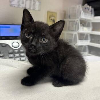 Hehe -  Domestic Short Hair Cat for Adoption in San Antonio, Texas - Hehe | PetCurious