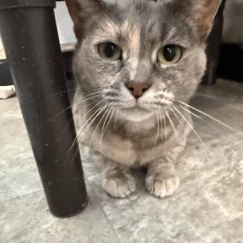 Daisy -  Domestic Short Hair Cat for Adoption in Quakertown, Pennsylvania - Daisy | PetCurious