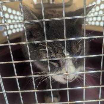 Iroh -  Domestic Short Hair Cat for Adoption in Charlottesville, Virginia - Iroh | PetCurious