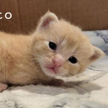 Frito -  Domestic Short Hair Cat for Adoption in Albert Lea, Minnesota - Frito | PetCurious