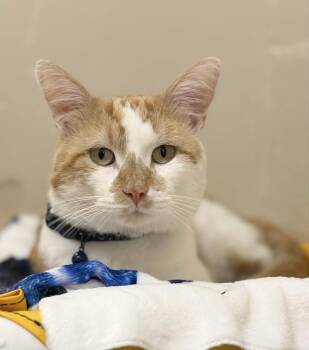 Pumpkin Patch -  Domestic Medium Hair Cat for Adoption in Fruit Heights, Utah - Pumpkin Patch | PetCurious