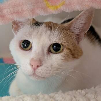 Domestic Short Hair Cats Available for Adoption in Watertown, New York - Saloona | PetCurious
