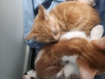 Daphne -  Domestic Short Hair Cat for Adoption in Kingman, Arizona - Daphne | PetCurious