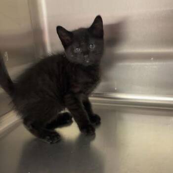 Magic -  Domestic Short Hair Cat for Adoption in Blairsville, Georgia - Magic | PetCurious