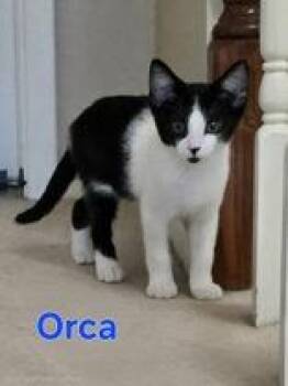 Orca -  Domestic Short Hair Cat for Adoption in Newport, Kentucky - Orca | PetCurious