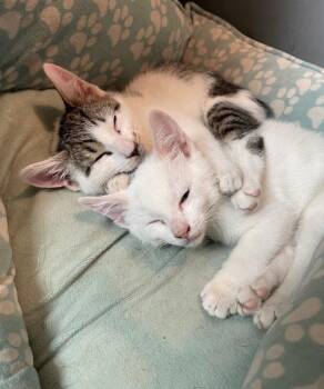 Mercury -  Domestic Short Hair Cat for Adoption in North Babylon, New York - Mercury | PetCurious