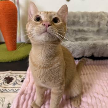 Marcus -  Domestic Short Hair Cat for Adoption in Columbus, Ohio - Marcus | PetCurious