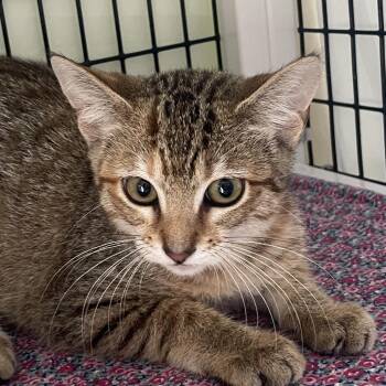 Giada -  Domestic Short Hair Cat for Adoption in Chicago, Illinois - Giada | PetCurious