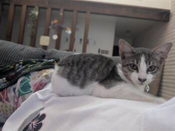 SOPHIE -  Domestic Short Hair Cat for Adoption in San Antonio, Texas - SOPHIE | PetCurious
