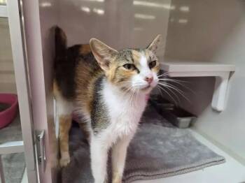 Saturn -  Domestic Short Hair Cat for Adoption in Wyoming, Michigan - Saturn | PetCurious
