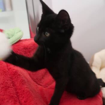 Fuji -  Domestic Short Hair Cat for Adoption in Delaware, Ohio - Fuji | PetCurious