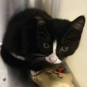 Domestic Short Hair Cats Available for Adoption in Hilton Head Island, South Carolina - Pringle | PetCurious