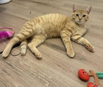 Rescue Domestic Short Hair Cats for Adoption in Burnaby, British Columbia - Zane | PetCurious
