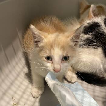 Agnetha -  Domestic Short Hair Cat for Adoption in Lynchburg, Virginia - Agnetha | PetCurious