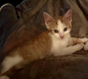Morry -  Domestic Short Hair Cat for Adoption in Hurricane, Utah - Morry | PetCurious