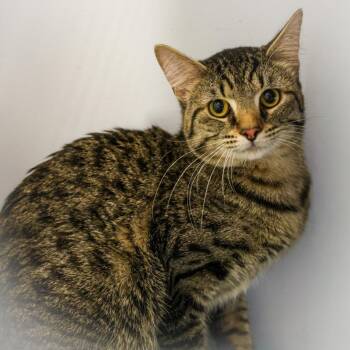 Domestic Short Hair Cats Available for Adoption in Topeka, Kansas - **Cat Cafe** Cash | PetCurious