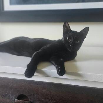 Morticia -  Domestic Short Hair Cat for Adoption in Pikesville, Maryland - Morticia | PetCurious