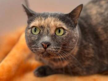 Rescue Domestic Short Hair Cats for Adoption in Portland, Oregon - Luna | PetCurious