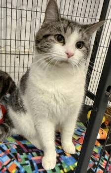 Domestic Short Hair Cats Available for Adoption - Gemini | PetCurious
