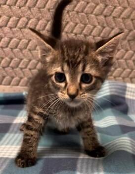 Domestic Short Hair Cats Available for Adoption in Lampasas, Texas - Fleetwood Cat | PetCurious
