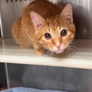 Domestic Short Hair Cats Available for Adoption - Peach | PetCurious