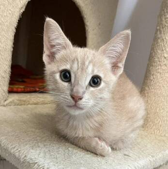 Kitten Yumi -  Domestic Short Hair Cat for Adoption in Seal Beach, California - Kitten Yumi | PetCurious
