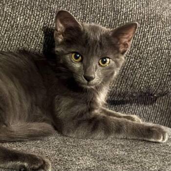 Citrine -  Domestic Medium Hair Cat for Adoption in San Tan Valley, Arizona - Citrine | PetCurious
