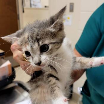 Sadie -  Domestic Short Hair Cat for Adoption in Lake Panasoffkee, Florida - Sadie | PetCurious