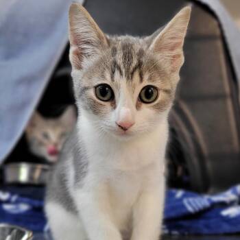Alice -  Domestic Short Hair Cat for Adoption in Nantucket, Massachusetts - Alice | PetCurious