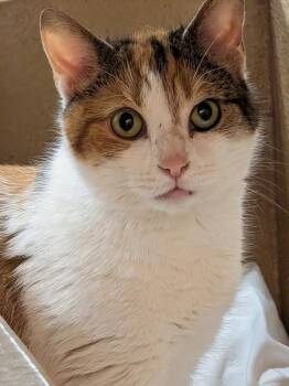 Calico Cats Available for Adoption in Greenville, Delaware - Artemisia (FCID# 03/18/2026 - 37 Millsboro PS) C | PetCurious